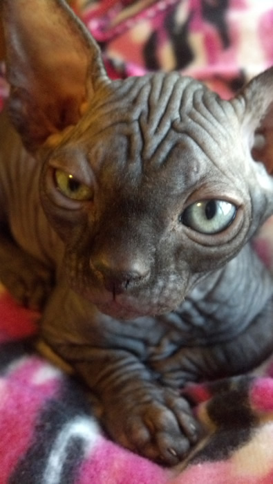 Black Female Sphynx